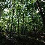 image of forest