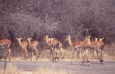 image of impala