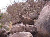 image of hyena