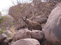 image of hyena #1