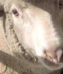 image of animal