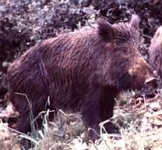 image of wild_boar