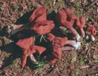 image of gyromitra