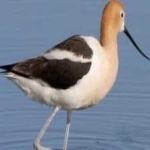 image of bird