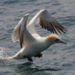 image of bird