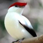 image of bird