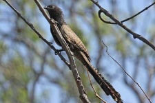 image of coucal