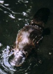 image of platypus #6