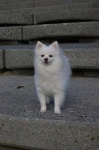 image of pomeranian
