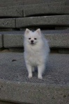 image of pomeranian #24