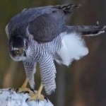 image of bird