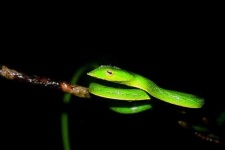 image of vine_snake