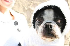 image of boston_bull