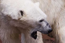 image of ice_bear