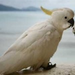 image of bird