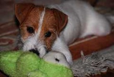 image of toy_terrier