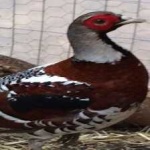 image of bird