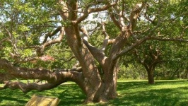 image of tree