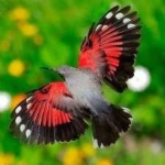 image of bird