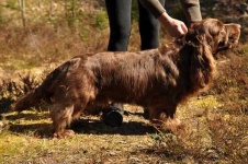 image of sussex_spaniel #10