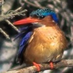 image of bird