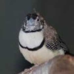 image of bird
