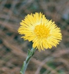 image of flower