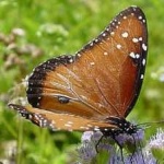image of animal