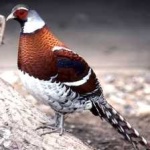 image of bird