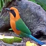 image of bird