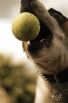 image of tennis_ball #9