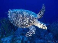 image of hawksbill