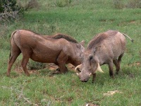 image of warthog