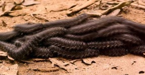 image of thunder_snake