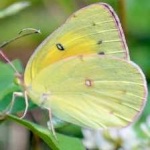 image of animal