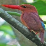 image of bird