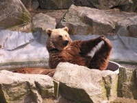 image of animal