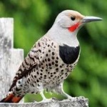 image of bird
