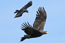 image of animal