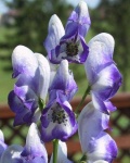 image of flower