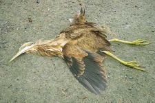 image of bittern