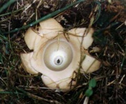 image of earthstar #18