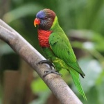 image of lory