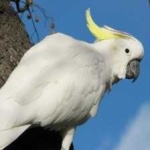image of bird