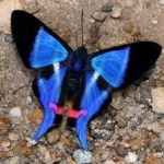 image of animal