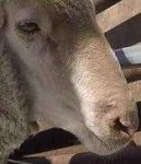 image of animal