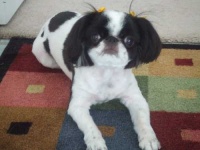 image of animal
