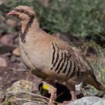 image of bird