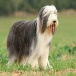 image of animal