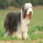 image of bearded_collie #9